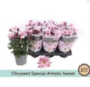 Potikrüsanteem Artistic Rosy P12cm