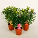Liilia potis P19cm