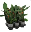 Paradiisilinnulill (streliitsia) P12cm