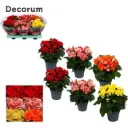 Roosbegoonia valik P14/25cm 