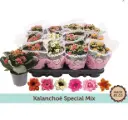 Kalanhoe mix P9cm
