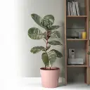 Kummi-viigipuu Pink Camouflage 