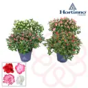 Asalea Hortinno Christine P13cm 25cm