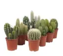 Kaktus mix Ø14cm 