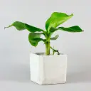 Banaani taim P17cm