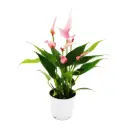 Flamingolill Lilli Ø7cm