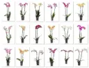 Kuuking mix 2-tüve Ø9cm