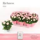 Potiroos Infinity Princess P12/29cm roosa