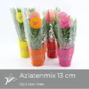 Aasia liilia valik P13/35cm