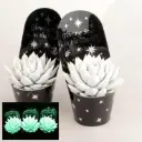 Soomuslehik Glowing Star P10,5cm 