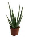 Aaloe vera P10,5cm 