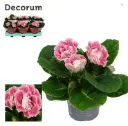 Sinningia Pink Spot P13cm 