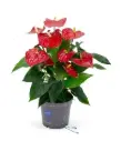 Flamingolill Karma Red P17cm