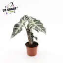 Alokaasia 'Polly' P12cm 