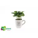 Kohvipuu Arabica tassis P9/15cm 