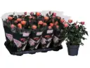 Potiroos Patiohit orange Ø23cm 