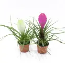 Tillandsia valik P12/30cm