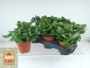 Portulak-turdleht P10,5/25cm 