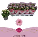 Kalanhoe Perfecta Pink P10,5cm 
