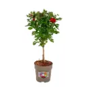 Potiroos tüvel P15/55cm