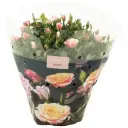 Potiroos Victory Piia P23/32cm roosa