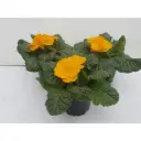 Priimula Cairo P10,5cm/15cm kollane