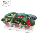 Sinningia valik P12/20cm  