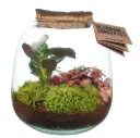 Klaasist terraarium taimedega P19/26cm  