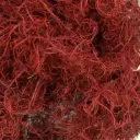Curly pods 150gr bordoo