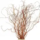 Curly willow 75cm punane