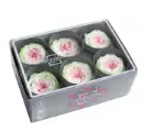 DC Pres.Garden Roses valge/heleroosa/heleroheline