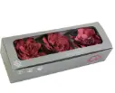 DC Pres.Gardenia Cranberry