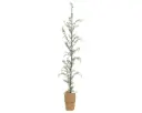 Dekoratiivne lehis paberpotis h170cm