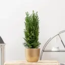 Ebaküpress Ellwoodii P9/30cm