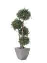 Eükalüpt Nicholii-4 palli 180cm
