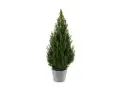 Kanada kuusk 'December 19Ø 70cm