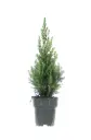 Kanada kuusk 'Perfecta' 23Ø 80cm