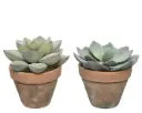 Kunstlill sukulent potis h21cm erinevad