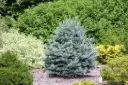 Mäginulg 'Compacta' P23 25-30 CM