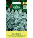 Vilt-ristirohi 'Candicans' 0,1g